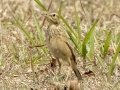 Paddyfield Pipit - Khao Yai NP - Thanarat Lodges - Nakhon Nayok - Thailand, Feb 10 2024