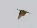 Asian Green Bee-eater - Nakhon Ratchasima Animal Nutrition Research Center - Nakhon Ratchasima - Thailand, Feb 12 2024
