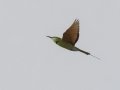 Asian Green Bee-eater - Nakhon Ratchasima Animal Nutrition Research Center - Nakhon Ratchasima - Thailand, Feb 12 2024