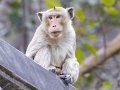 Long-tailed Macaque aka Crab-eating Macaque -Wat Phuttabat Noi Temple - Saraburi - Thailand, Feb 12, 2024
