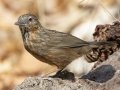 Rufous Limestone Babbler - Wat Phuttabat Noi Temple - Saraburi - Thailand, Feb 12 2024