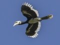Oriental Pied-Hornbill - Kaeng Krachan NP - Tree Tunnel - Phetchaburi - Thailand, Feb 8 2024