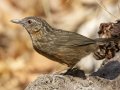 Rufous Limestone Babbler - Wat Phuttabat Noi Temple - Saraburi - Thailand, Feb 12 2024