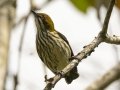 Yellow-vented Flowerpecker - Khao Yai NP - Headquarters Vicinity - Nathon Nakhon Nayok - Thailand, Feb 10 2024