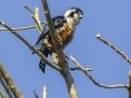Black-thighed Falconet- Kaeng Krachan NP - Tree Tunnel - Phetchaburi - Thailand, Feb 8 2024