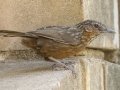 Rufous Limestone Babbler - Wat Phuttabat Noi Temple - Saraburi - Thailand, Feb 12 2024