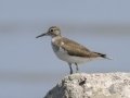 Common Sandpiper - Hat Chao Samran - Thetsaban 4 Alley Wetlands - Phetchaburi - Thailand, Feb 6 2024