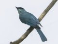 Verditer Flycatcher - Khao Yai NP - Headquarters Vicinity - Nathon Nakhon Nayok - Thailand, Feb 10 2024