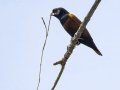 Chestnut Munia - Rot Fai Park (Wachira Benchatat Park), Krung Thep Maha Nakhon [Bangkok], Thailand - Feb 5 2024