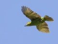 Green-eared Barbet - Kaeng Krachan NP - Tree Tunnel - Phetchaburi - Thailand, Feb 8 2024