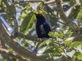 Asian Fairy-bluebird - Kaeng Krachan NP - Tree Tunnel - Phetchaburi - Thailand, Feb 8 2024