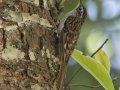 Hume's Treecreeper - Doi Pha Hom Pok NP--Doi Lang (W) level part, Chiang Mai, Thailand - Feb 14 2024