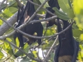 Lyle's Flying Fox (Old World Fruit Bat) - Phetchaburi - Thailand, Feb 5 2024