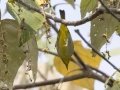 Hume's White-eye - Khao Yai NP - Thanarat Lodges - Nakhon Nayok - Thailand, Feb 10 2024