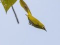 Hume's White-eye - Khao Yai NP - Thanarat Lodges - Nakhon Nayok - Thailand, Feb 10 2024