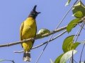 Black-crested Bulbul - Kaeng Krachan NP - Tree Tunnel - Phetchaburi - Thailand, Feb 8 2024