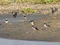 Black-collared Starlings- 50280 Mae Ai TH-Chiang Mai - Chaing Mai - Thailand, Feb 16 2024