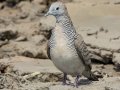 Zebra Dove - Highway 1 Frontage Rd - Nong Khae TH-Saraburi - Saraburi - Thailand, Feb 12 2024