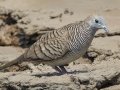 Zebra Dove - Highway 1 Frontage Rd - Nong Khae TH-Saraburi - Saraburi - Thailand, Feb 12 2024
