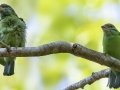 Moustached Barbets - Khao Yai NP--headquarters vicinity, Nakhon Nayok, Thailand - Feb 10 2024