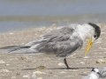 Great Crested Tern - Samut Maneerat Salt Pans - Samut Sakhon - Thailand, Feb 6 2024