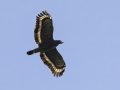 Crested Serpent-Eagle - Kaeng Krachan NP - Tree Tunnel - Phetchaburi - Thailand, Feb 8 2024