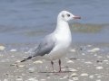 Brown-headed Gull -  Samut Maneerat Salt Pans - Samut Sakhon - Thailand, Feb 6 2024