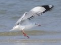 Brown-headed Gull -  Samut Maneerat Salt Pans - Samut Sakhon - Thailand, Feb 6 2024