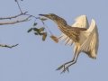 Chinese Pond-Heron - Huai Hong Khrai - Chiang Mai - Thailand, Feb 13 2024