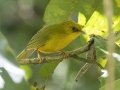Golden Babbler -Doi Pha Hom Pok NP - Doi Lang W - Level Part - Chiang Mai - Thailand, Feb 14, 2024