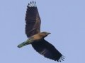 Indochinese Roller - Huai Hong Khrai - Chiang Mai - Thailand, Feb 13 2024