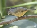 Yunnan Fulvetta - Doi Pha Hom Pok NP - Mae Per Trail on Doi Angkhang - Chiang Mai - Thailand, Feb 15, 2024