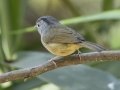Yunnan Fulvetta - Doi Pha Hom Pok NP - Mae Per Trail on Doi Angkhang - Chiang Mai - Thailand, Feb 15, 2024
