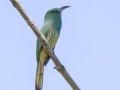 Blue-bearded Bee-eater - Kaeng Krachan NP - Tree Tunnel - Phetchaburi - Thailand, Feb 8 2024