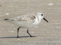 Sanderling -  Samut Maneerat Salt Pans - Samut Sakhon - Thailand, Feb 6 2024