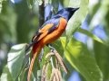 Long-tailed Minivet - Doi Pha Hom Pok NP - Doi Lang W - Level Part - Chiang Mai - Thailand, Feb 14 2024