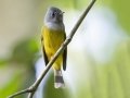 Gray-headed Canary-Flycatcher - Khao Yai NP--Km.30 viewpoint & fire station vicinity, Nakhon Ratchasima, Thailand - Feb 10 2024