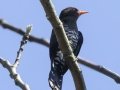 Violet Cuckoo - Kaeng Krachan NP - Tree Tunnel - Phetchaburi - Thailand, Feb 8 2024