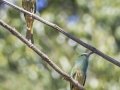 Blue-bearded Bee-eater- Kaeng Krachan NP - Tree Tunnel - Phetchaburi - Thailand, Feb 8 2024