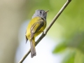 Gray-headed Canary-Flycatcher - Khao Yai NP - Boonsong Lekagul lodges - Nakhon Ratchasima - Thailand, Feb 10 2924