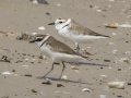 Kentish Plover - Hat Chao Samran - Thetsaban 4 Alley Wetlands - Phetchaburi - Thailand, Feb 6 2024