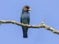 Dollarbird  - Kaeng Krachan NP - Tree Tunnel - Phetchaburi - Thailand, Feb 8 2024