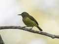 Ruby-cheeked Sunbird - Khao Yai NP - Boonsong Lekagul lodges - Nakhon Ratchasima - Thailand, Feb 10 2924