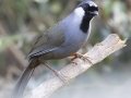 Black-throated Laughingthrush - Khao Yai NP - Boonsong Lekagul lodges - Nakhon Ratchasima - Thailand, Feb 10 2924
