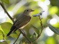 Taiga Flycatcher - Kaeng Krachan NP - Stream Crossings 1-3 - Phetchaburi - Thailand, Feb 8 2024