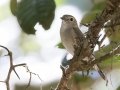 Taiga Flycatcher - Kaeng Krachan NP - Stream Crossings 1-3 - Phetchaburi - Thailand, Feb 8 2024