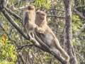 Northern Pig-tailed Macaques -  Khao Yai NP--Km.30 viewpoint & fire station vicinity  - Feb 10 2024