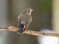 Taiga Flycatcher - Kaeng Krachan NP - Stream Crossings 1-3 - Phetchaburi - Thailand, Feb 8 2024