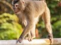 Northern Pig-tailed Macaque -  Khao Yai NP--Km.30 viewpoint & fire station vicinity  - Feb 10 2024