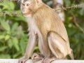 Northern Pig-tailed Macaque -  Khao Yai NP--Km.30 viewpoint & fire station vicinity  - Feb 10 2024